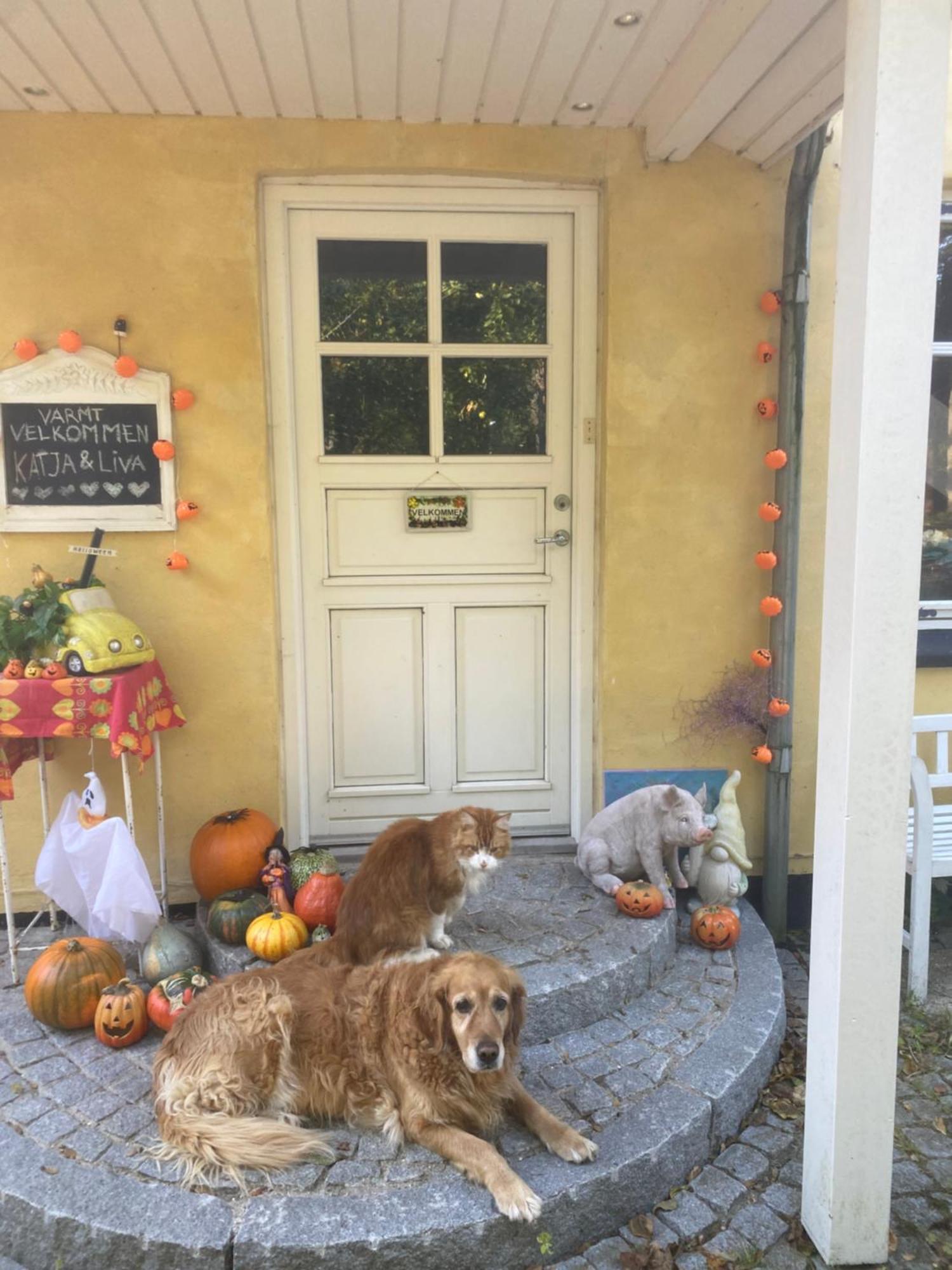 Katja B&B Roskilde Tutti Frutti Home Hedehusene Exterior photo